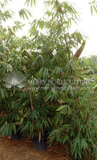 Phyllostachys black (Indonesia spp)